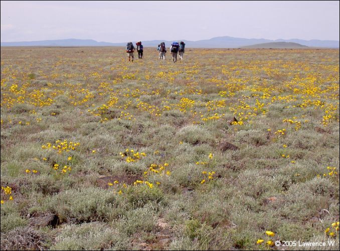 837 shelr bpk 14062005 hikers yellow flowers rst.jpg